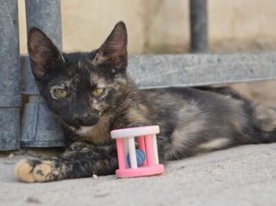 Ayra, Europäisch Kurzhaar - Katze