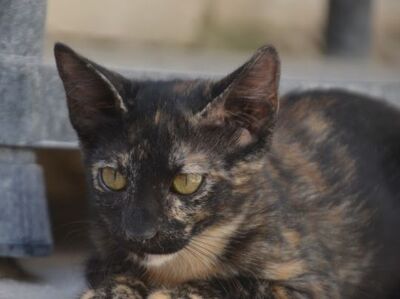 Ayra, Europäisch Kurzhaar - Katze
