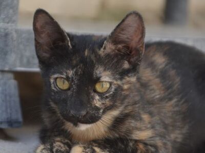 Ayra, Europäisch Kurzhaar - Katze