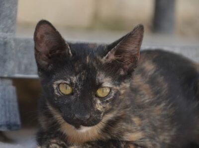 Ayra, Europäisch Kurzhaar - Katze