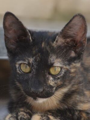 Ayra, Europäisch Kurzhaar - Katze