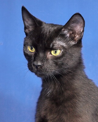 BAGHIRA - R E S E R V I E R T !!!!! umgänglich und fröhlich, verschmust, neugierig, lebhaft, hundeverträglich, anfangs etwas ängstlich, Mischling Jungtier - Kater