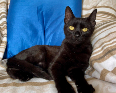 BATMAN sucht SEIN ZUHAUSE mit ROBIN - NOTFALL, BATMAN sucht SEIN ZUHAUSE mit ROBIN - NOTFALL - Kater