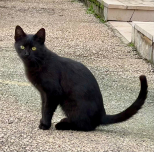 BATMAN sucht SEIN ZUHAUSE mit ROBIN - NOTFALL, BATMAN sucht SEIN ZUHAUSE mit ROBIN - NOTFALL - Kater