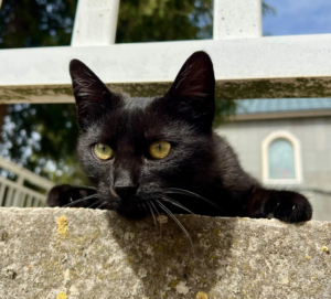 BATMAN sucht SEIN ZUHAUSE mit ROBIN - NOTFALL, BATMAN sucht SEIN ZUHAUSE mit ROBIN - NOTFALL - Kater