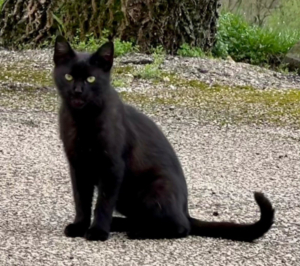 BATMAN sucht SEIN ZUHAUSE mit ROBIN - NOTFALL, BATMAN sucht SEIN ZUHAUSE mit ROBIN - NOTFALL - Kater