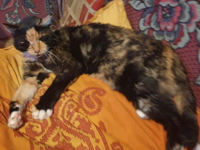 BERA - ein Katzennotfall, BERA - ein Katzennotfall - Katze