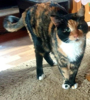 BERA - ein Katzennotfall, BERA - ein Katzennotfall - Katze