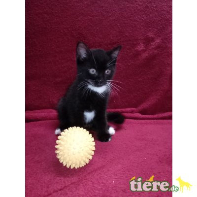 BKH +BKH-EKH - Kater