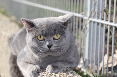 BKH Deckkater, Britisch Kurzhaarkatze - Kater