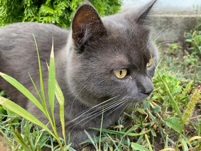 , BKH Jungtier - Kater