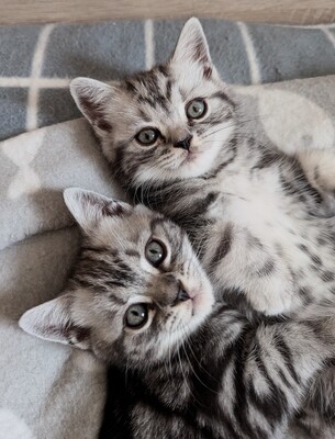 BKH Jungtier - Kater