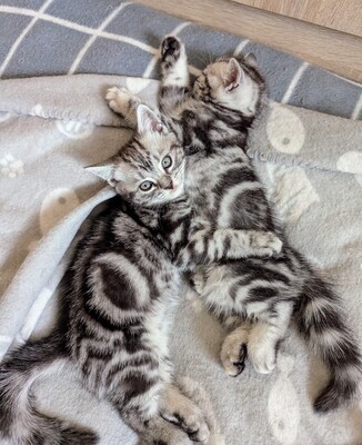 BKH Jungtier - Kater
