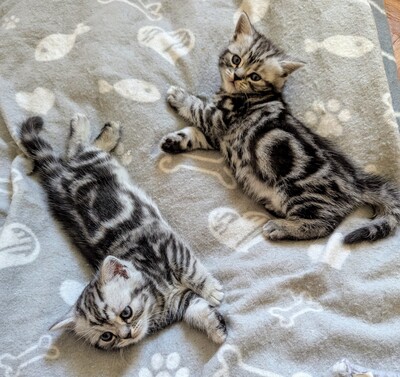 BKH Jungtier - Kater
