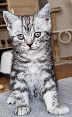 BKH Jungtier - Kater