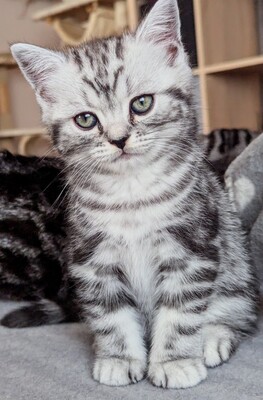 BKH Jungtier - Kater