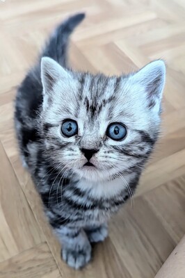 BKH Jungtier - Kater