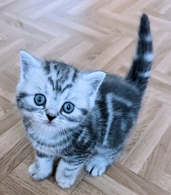 BKH Jungtier - Kater