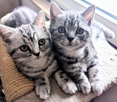 BKH Jungtier - Kater