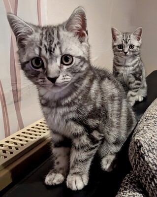 BKH Jungtier - Kater