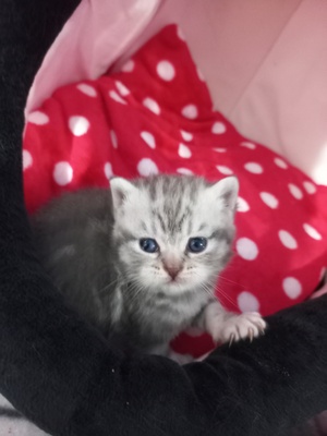 BKH Jungtier - Katze