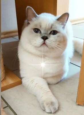 BKH - - Kater