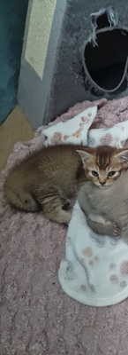 BKH Kitten Jungtier - Kater