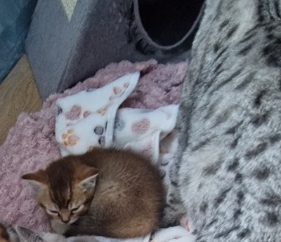 BKH Kitten Jungtier - Kater