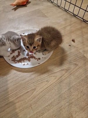BKH Kitten Jungtier - Kater
