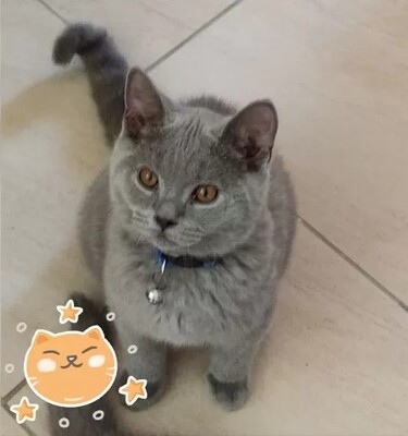 BKH Kitten Jungtier - Kater