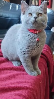 BKH Kitten Jungtier - Kater
