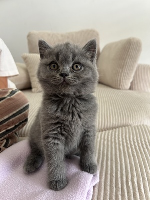 BKH Kitten Jungtier - Kater