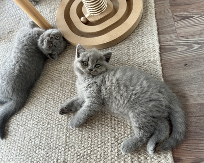 BKH Kitten Jungtier - Kater