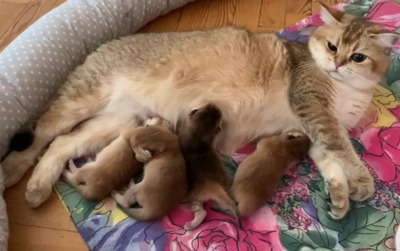 BKH Kitten Jungtier - Katze