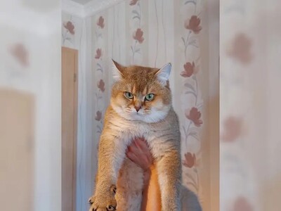 BKH Kitten Jungtier - Katze