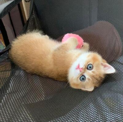 BKH Kitten Jungtier - Katze