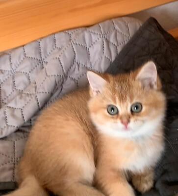 BKH Kitten Jungtier - Katze