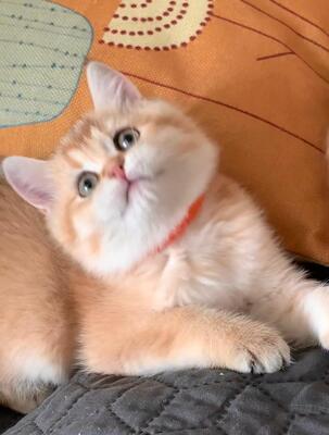 BKH Kitten Jungtier - Katze