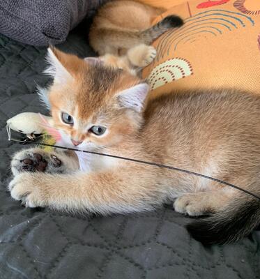 BKH Kitten Jungtier - Katze