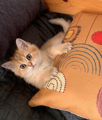 BKH Kitten Jungtier - Katze