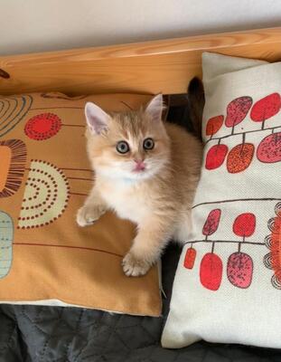 BKH Kitten Jungtier - Katze