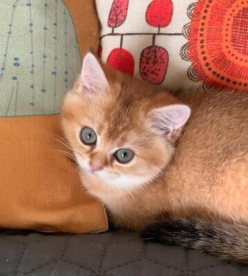 BKH Kitten Jungtier - Katze