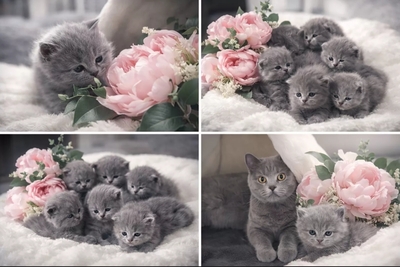 BKH Kitten Jungtier - Katze