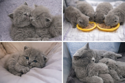 BKH Kitten Jungtier - Katze