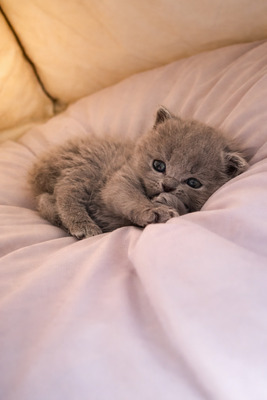 BKH Kitten Jungtier - Katze