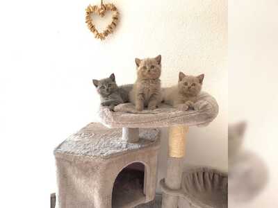 BKH Kitten suchen ein Zuhause, BKH Jungtier - Kater
