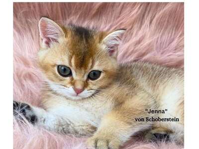 BKH Kitten, weiblich und männlich Abgabebereit!, BKH Kitten Jungtier - Katze