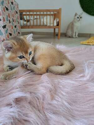 BKH Kitten, weiblich und männlich Abgabebereit!, BKH Kitten Jungtier - Katze