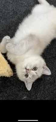 BKH Kurzhaar Jungtier - Katze