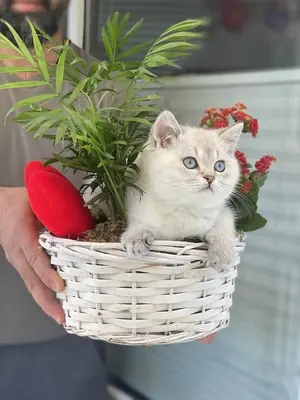 BKH Kurzhaar Jungtier - Katze